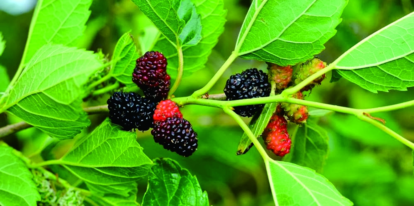 Potensi Daun Murbei Sebagai Kandidat Obat Fitofarmaka untuk Atasi Diabetes